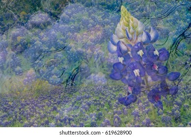 Spring Bluebonnets Abstract With Pastel Background And A Macro Of Single Bluebonnet 