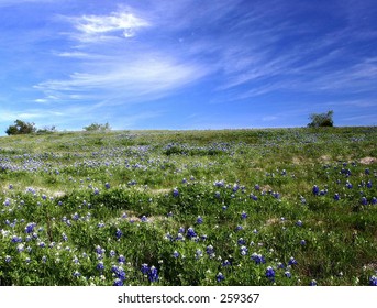 Spring Bluebonnets In North Texas