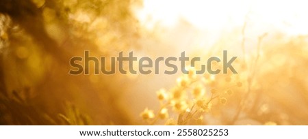 Spring blurred background with flower