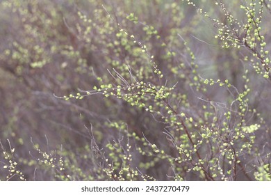 Spring blurred background, thin branches with small green buds and emerging leaves. First fresh spring foliage. Seasonal change, spring awakening, renewal of nature concepts.  - Powered by Shutterstock