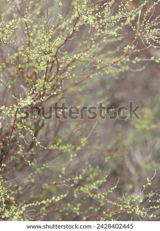 Spring blurred background, thin branches with small green buds and emerging leaves. First fresh spring foliage. Seasonal change, spring awakening, renewal of nature concepts. 