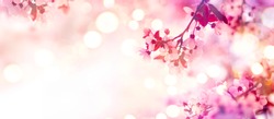 Spring Border Or Background Art With Pink Blossom. Beautiful Nature Scene With Blooming Tree And Sun Flare. Sunny Day. Spring Flowers. Beautiful Orchard. Abstract Blurred Background. Springtime