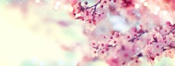 Spring Border Or Background Art With Pink Blossom. Beautiful Nature Scene With Blooming Tree And Sun Flare. Easter Sunny Day. Spring Flowers. Beautiful Orchard Abstract Blurred Background. Springtime.