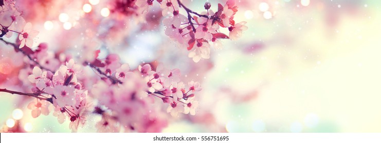 Spring border or background art with pink blossom. Beautiful nature scene with blooming tree and sun flare. Easter Sunny day. Spring flowers. Beautiful Orchard Abstract blurred background. Springtime