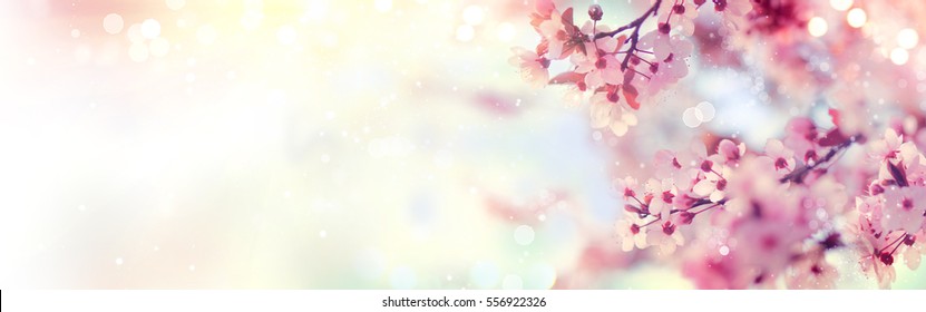 Spring border or background art with pink blossom. Beautiful nature scene with blooming tree and sun flare. Easter Sunny day. Spring flowers. Beautiful Orchard Abstract blurred background. Springtime - Shutterstock ID 556922326
