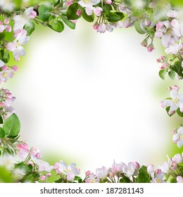 Spring Border Background With Beautiful Blossom