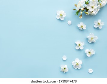 Spring Border Background With Beautiful White Flowering Branches. Blue Background, Bloom Delicate Flowers. Springtime Concept. Flat Lay Top View Copy Space.