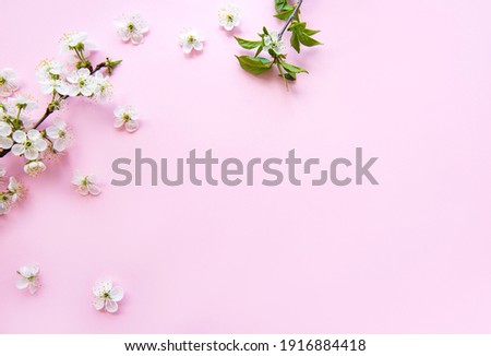 Spring border background with beautiful white flowering branches. Pink background, bloom delicate flowers. Springtime concept. Flat lay top view copy space.