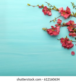 Spring border background with branches of Japanese quince, top view. Springtime concept.