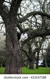 spring border collie portrait