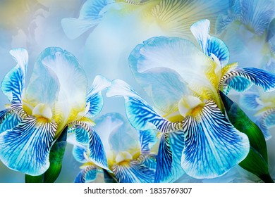 Spring bouquet of blue irises flowers on a sunny white-blue background. Close-up.Greeting card. Nature. - Shutterstock ID 1835769307