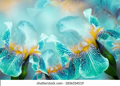 Spring bouquet of turquoise irises flowers on a sunny white-turquoise background. Close-up.Greeting card. Nature.