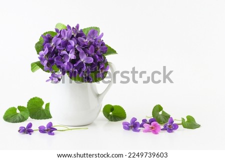 Spring bouquet of violet flowers of viola odorata in vase on white background, text copy space. Real studio photo of decorative still life of spring purple blue flowers in a jug.