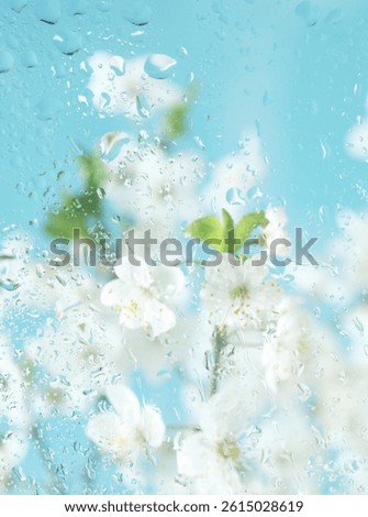 Spring branch of alycha cherry tree blossom in drops of water behind glass. Light gentle background, concept of freshness, nature and the beginning of spring. Blur and selective focus