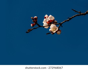 Spring branch blossom against blue sky.