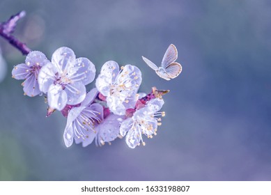 Spring branch of blossoming cherry with white flowers coated dewdrops and flying blue butterfly at a sunny morning, with copy-space, toned in blue