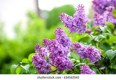 Spring branch of blossoming lilac - Shutterstock ID 634563545