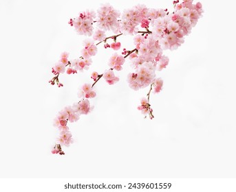 Spring branch of cherry blossoms on a white background. Close-up of pink sakura flowers. - Powered by Shutterstock