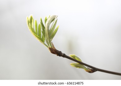 Spring branch with the first leaves