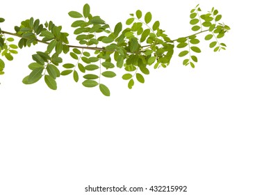spring branch with fresh green leaves. - Shutterstock ID 432215992