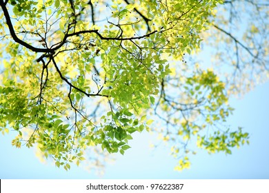 Spring Branch With Leaves Against Blue Sky