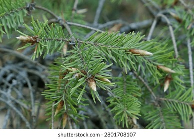 Spring branch tip of coniferous tree Pacific Douglas-Fir, latin name Pseudotsuga menziesii, growing in park during late april season.