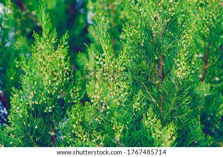 Spring branch tip of Red Cedar tree, also called Eastern Redcedar, Virginian Juniper. Close-up.