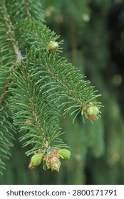 Spring branch tips of coniferous tree Norway Spruce, latin name Picea Abies, growing in park during spring season, early may.