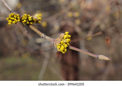 Spring. Branch of a tree