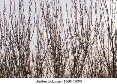 Spring Branch Young Willow. A Great Awakening Of The Early Springtime. Forest Buds On The Tree Bloom.