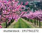spring in the branches of fruit orchards