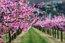 Spring In The Branches Of Fruit Orchards