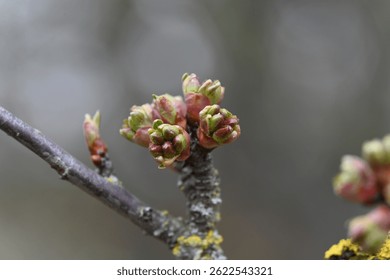spring - the branches of the fruit tree are adorned with bunches of buds