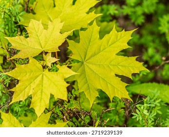Spring branches of maple tree with fresh green leaves. Spring background with copy space. Acer saccharinum, silver maple