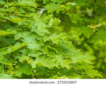 Spring branches of maple tree with fresh green leaves. Spring background with copy space. Acer saccharinum, silver maple