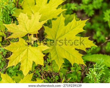 Spring branches of maple tree with fresh green leaves. Spring background with copy space. Acer saccharinum, silver maple