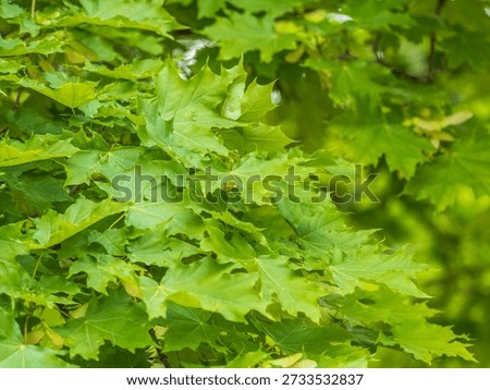 Spring branches of maple tree with fresh green leaves. Spring background with copy space. Acer saccharinum, silver maple