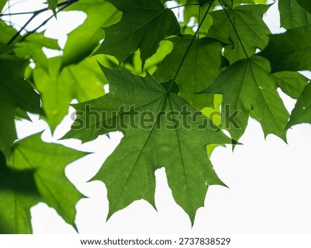 Spring branches of maple tree with fresh green leaves. Spring background with copy space. Acer saccharinum, silver maple