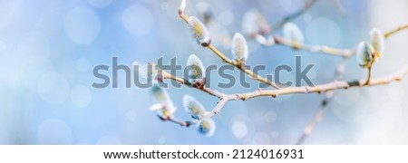 Spring branches of pussy willow on colorful blurred background. Beautiful panoramic scenery 
