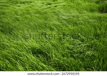 The spring breeze brushes over the dense green weeds