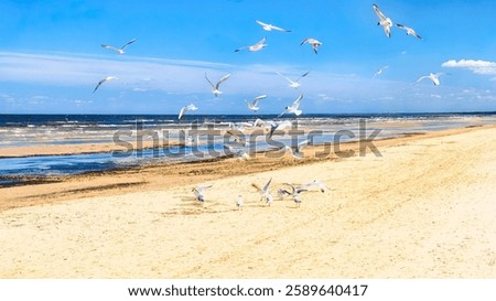 Spring breeze over the Baltic beach in Jurmala, Latvia, golden sand, blue waves, and seagulls. Travel destination for relaxation. For travel guides, tourism campaigns, coastal lifestyle promotions.