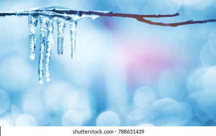 Spring bright background with icicles on  branch of  tree
