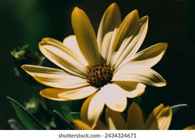 Spring brings forth a delightful array of flowers, Spring flower close-up