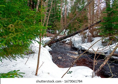 Spring Brook Flowing Through The Forest Where There Is Snow, But Spring Is Already Entering Their Legal Rights.