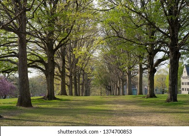 Spring At Bryn Mawr College