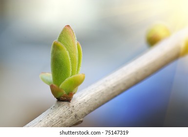 Spring Bud. Composition Of Nature.