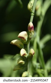 Spring With Budding Sweet Pea Flowers Along A Climbing Vine In A Garden.