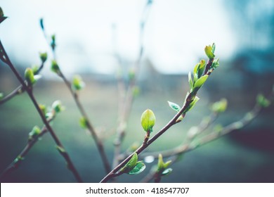 Spring Buds On Branches, On A Dark Background. Selective Focus. Shallow Depth Of Field. Toned Image.