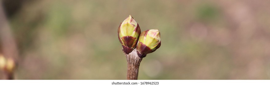 spring buds on a tree