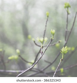 Spring buds on the tree background